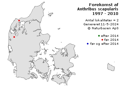 Anthribus scapularis - udbredelseskort